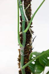 Rhaphidophora megasperma